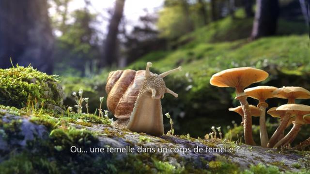 Thumbnail for "Sequoia - Témoignage d'un escargot"