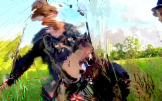 Vignette de « Evident Utensil »