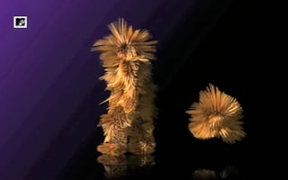 Vignette de « MTV - Mister Furry »